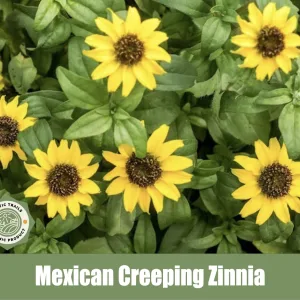 Mexican Creeping Zinnia, Sanvitalia procumbens